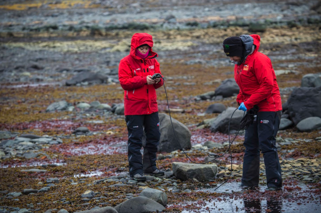 Estudian los efectos del cambio climático en cuatro especies de macroalgas antárticas