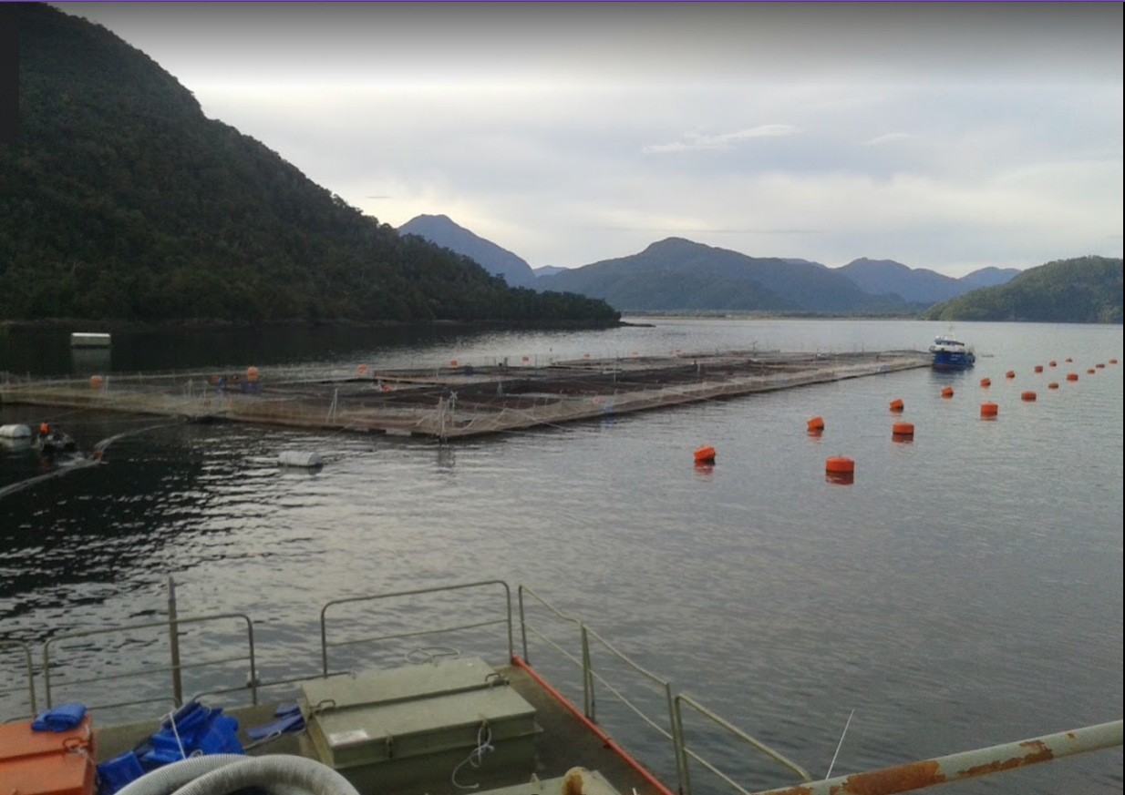 SMA inicia procesos sancionatorios contra dos salmoneras por sobreproducción en Aysén y Magallanes