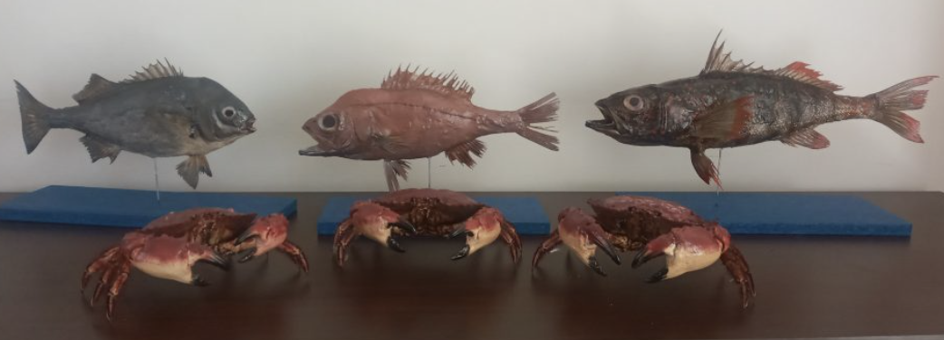 Trabajadores del Instituto de Fomento Pesquero se capacitan en técnicas de Taxidermia en peces