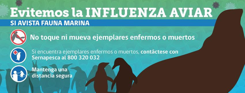 [LA + LEÍDA EL VIERNES] Sernapesca confirma primer caso de influenza aviar en un lobo marino en Chile