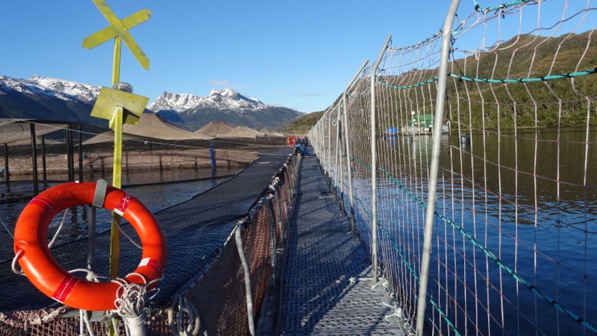 SMA inicia procedimientos sancionatorios contra Australis Mar por sobreproducción en Aysén y Magallanes