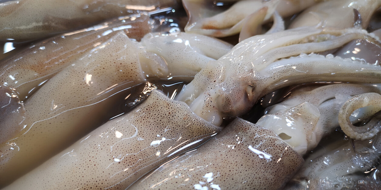 Estudio señala que el 86% de la pesca mundial del calamar se realiza en zonas no reguladas