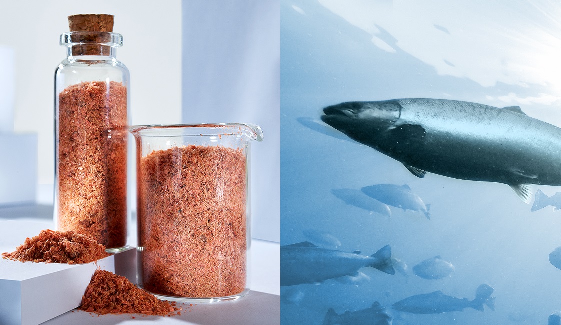Seminario abordará el krill como interesante ingrediente para las dietas de salmón