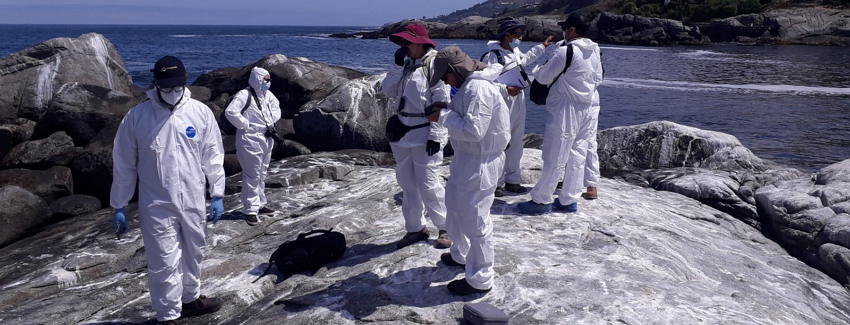 Sernapesca confirma primer caso confirmado de lobo marino con influenza aviar en la región de Valparaíso
