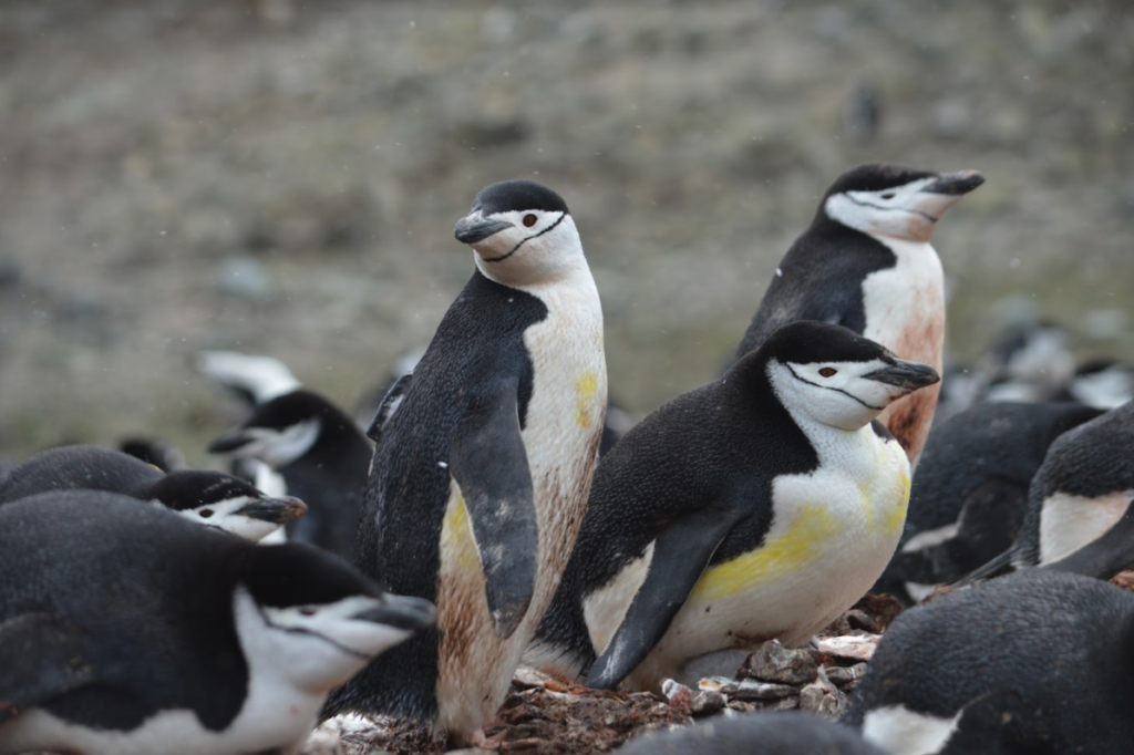 Población de pingüino barbijo se redujo en un 30% en la península Antártica