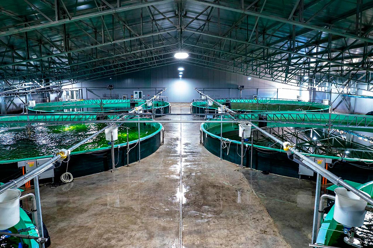 Billund Aquaculture destacó el trabajo de la primera piscicultura de post smolt de Chile
