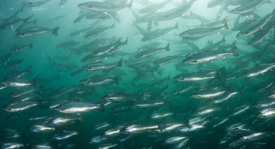 Nuevo estudio muestra que la harina krill previene la acumulación de grasa en el salmón Atlántico