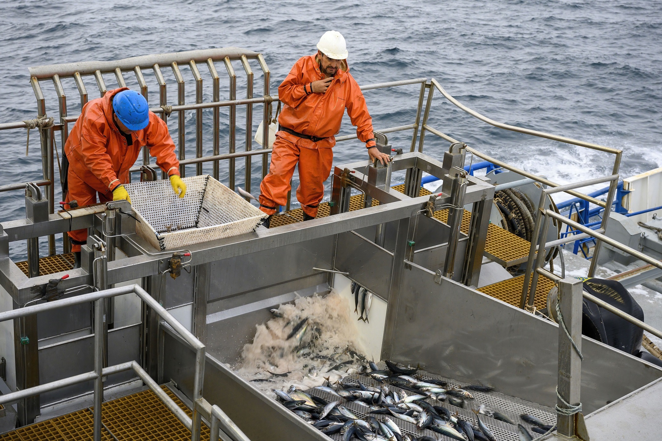La pesquería de jurel: Estimaciones de rendimiento máximo sostenido