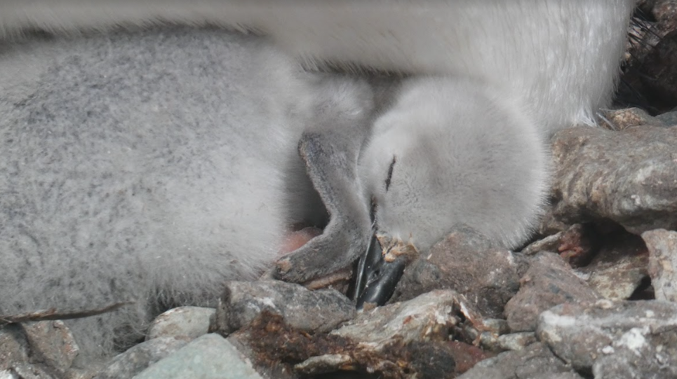 INACh: Cambios ambientales y falta de kril afectan la reproducción de pingüinos barbijo
