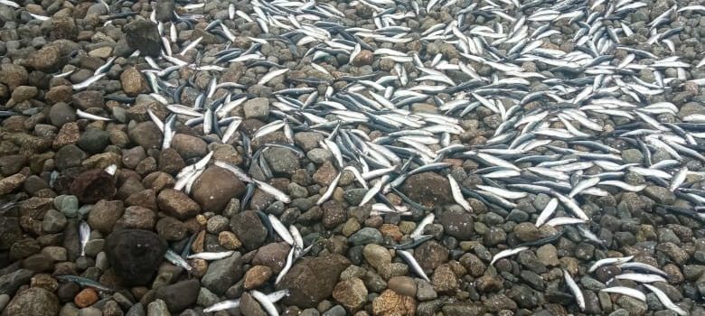 Descartan que varazón de anchovetas en Cochamó sea producto de floraciones de algas nocivas