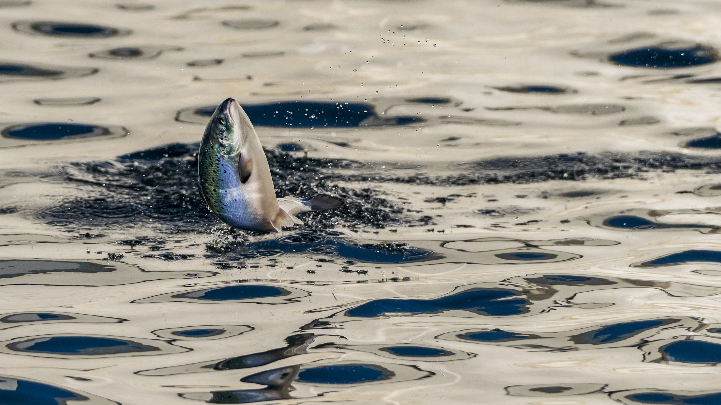 Andfjord Salmon revela nueva estrategia de post-smolt