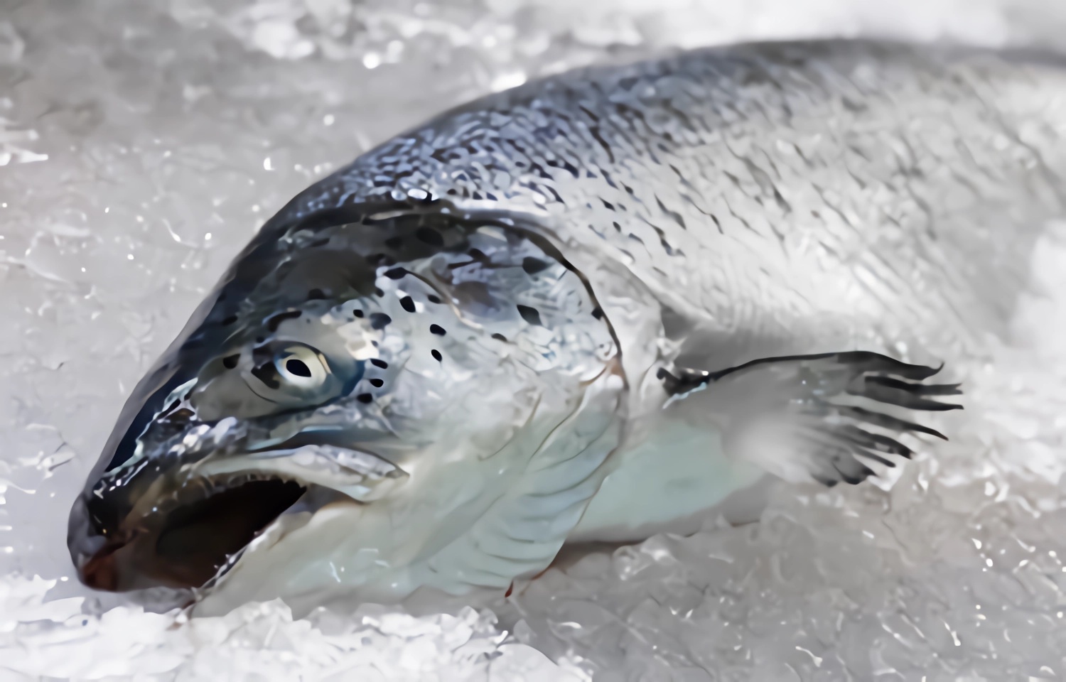 Noruega reporta gran caída de los precios semanales del salmón Atlántico