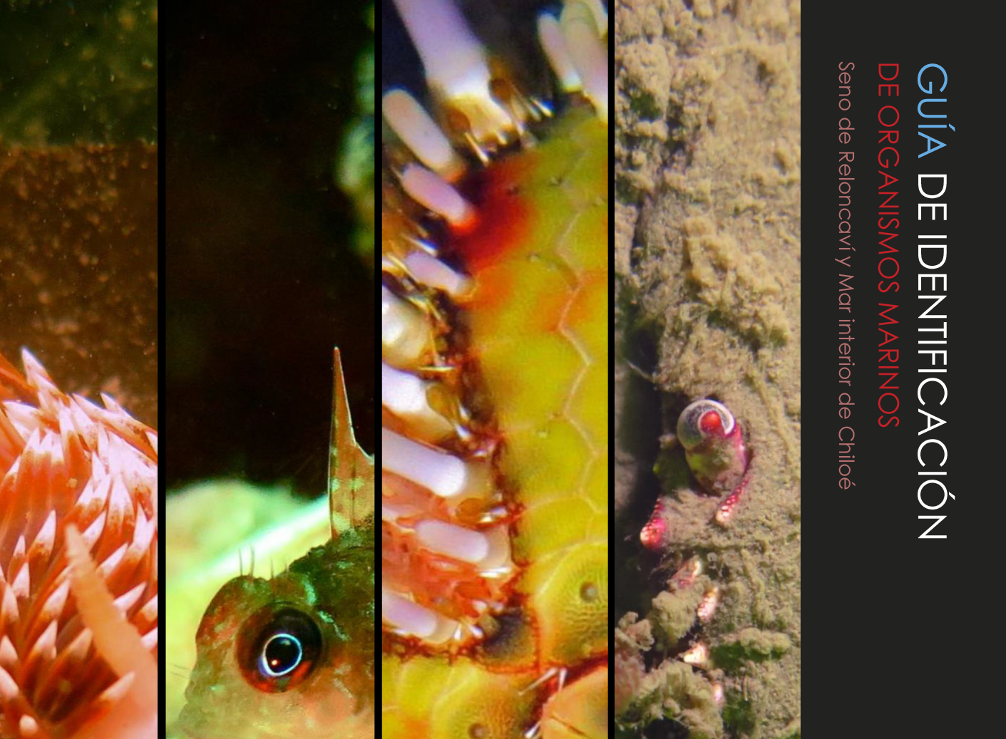 IFOP lanza nueva guía de biodiversidad asociada a la acuicultura de pequeña escala