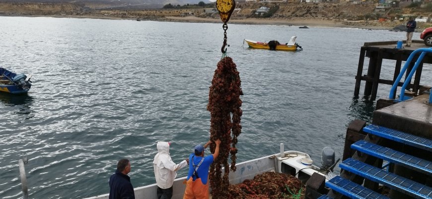 Gracias a proyecto UCN pescadores de Caleta Los Hornos siembran el mar con piures