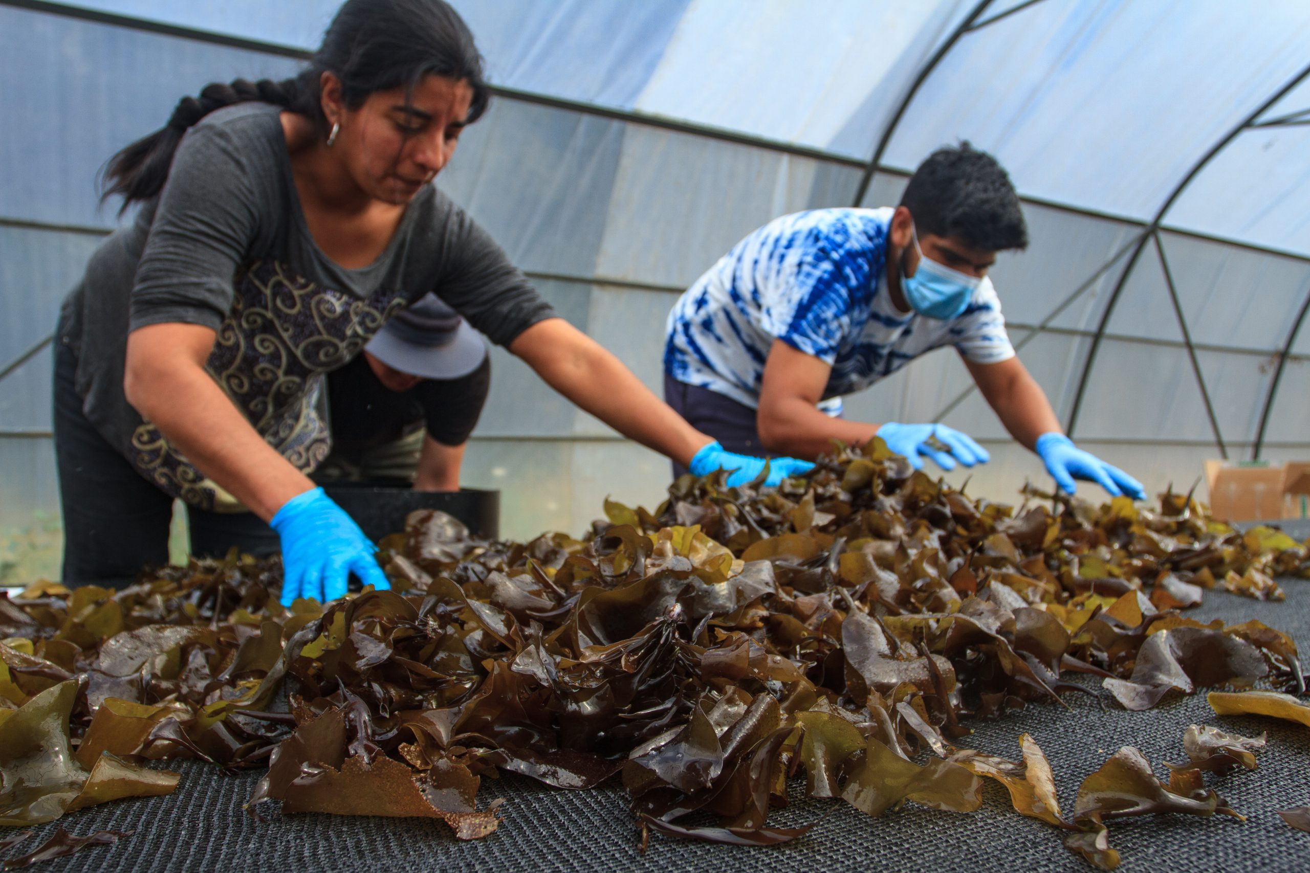 Investigadores ULagos buscan disminuir emisiones de metano de rumiantes a base de algas
