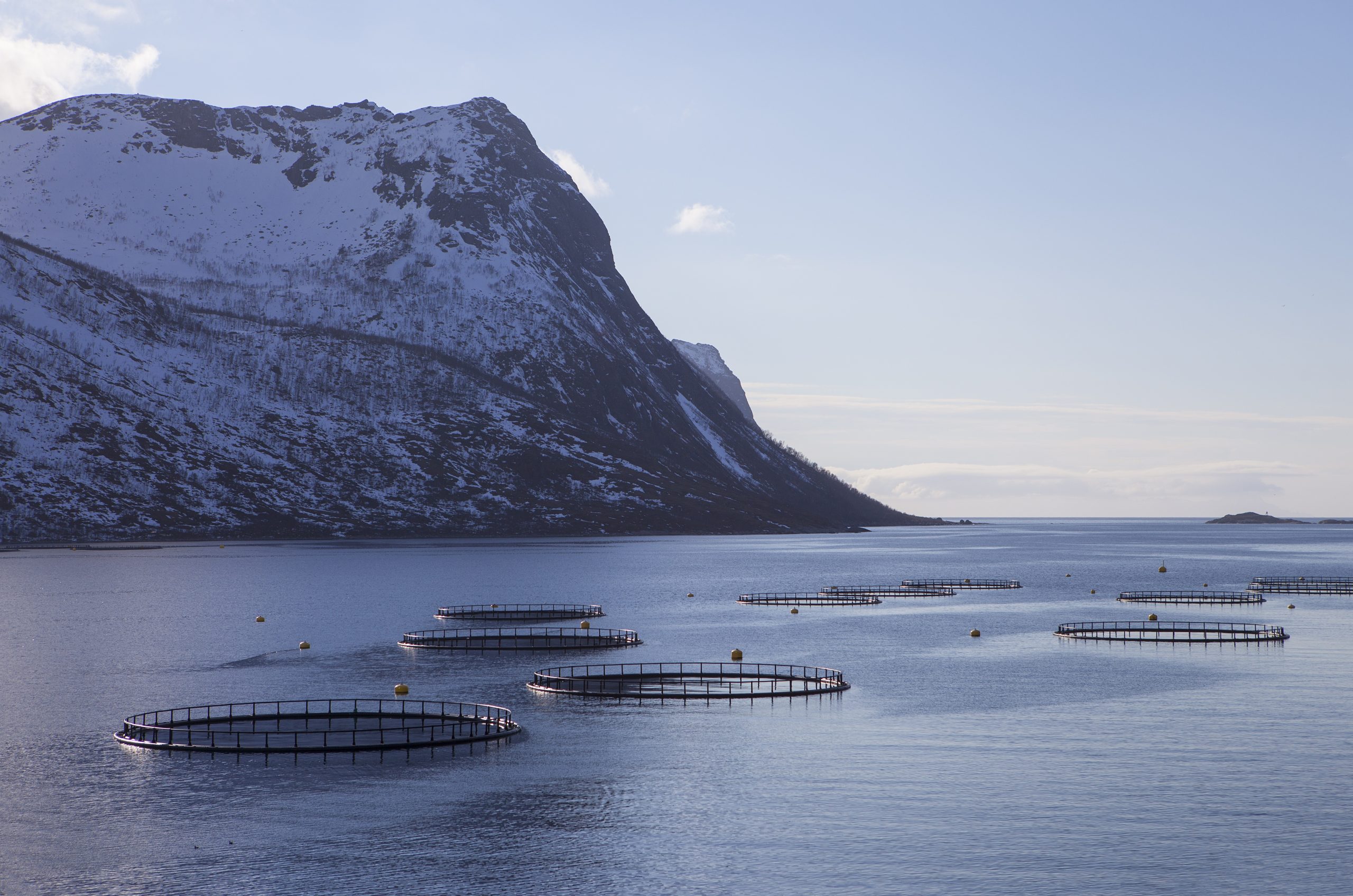 Kontali actualiza análisis sobre las propuestas de impuestos en Noruega e Islas Feroe