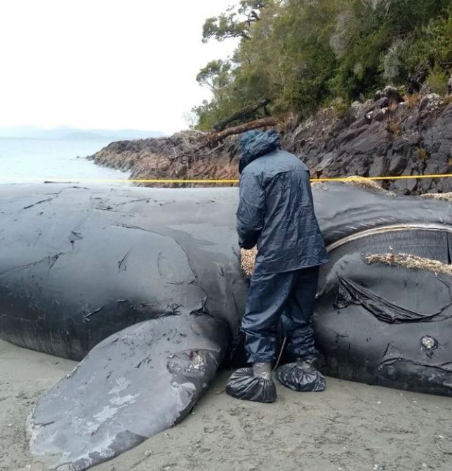 Sernapesca presentó denuncia ante el Ministerio Público por varamiento de ballena franca austral en Aysén
