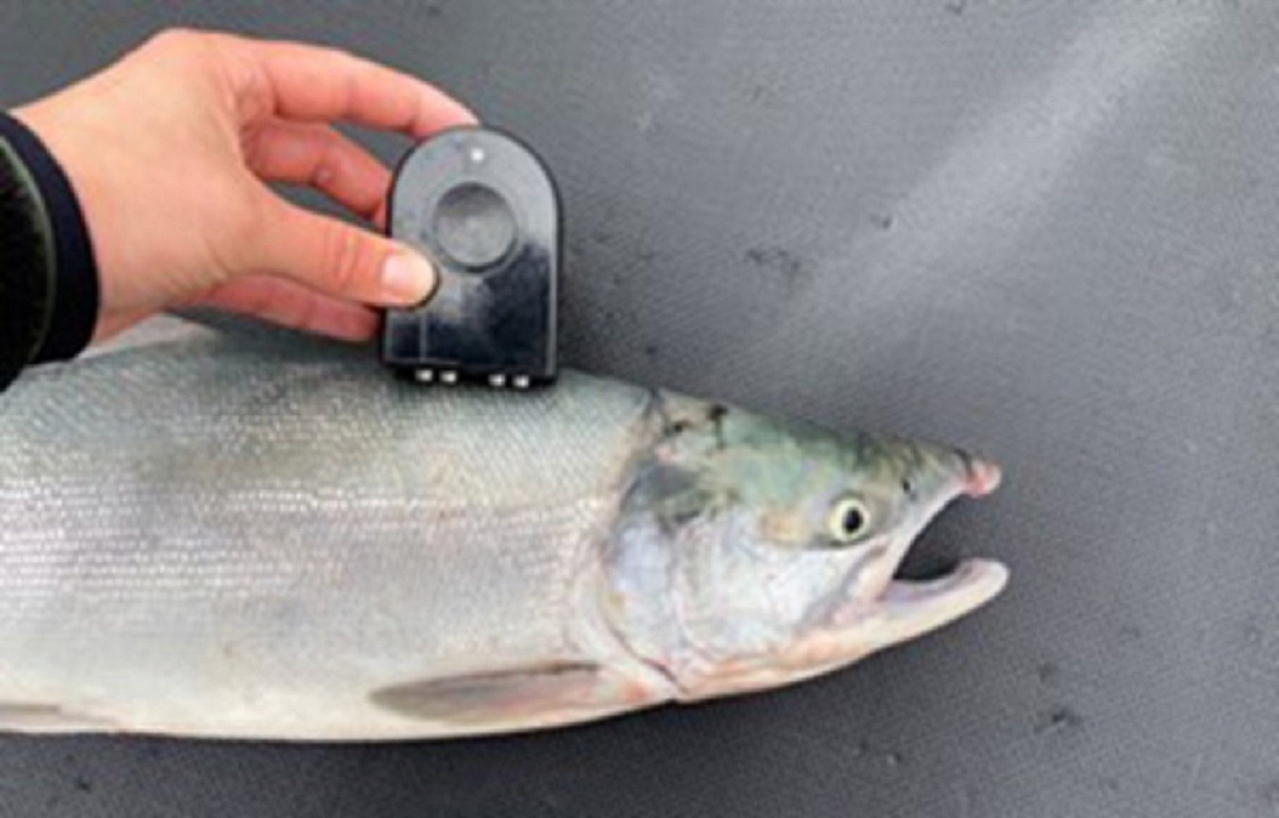 CQ Foods colabora con Bristol Bay para medir y mejorar la calidad del salmón