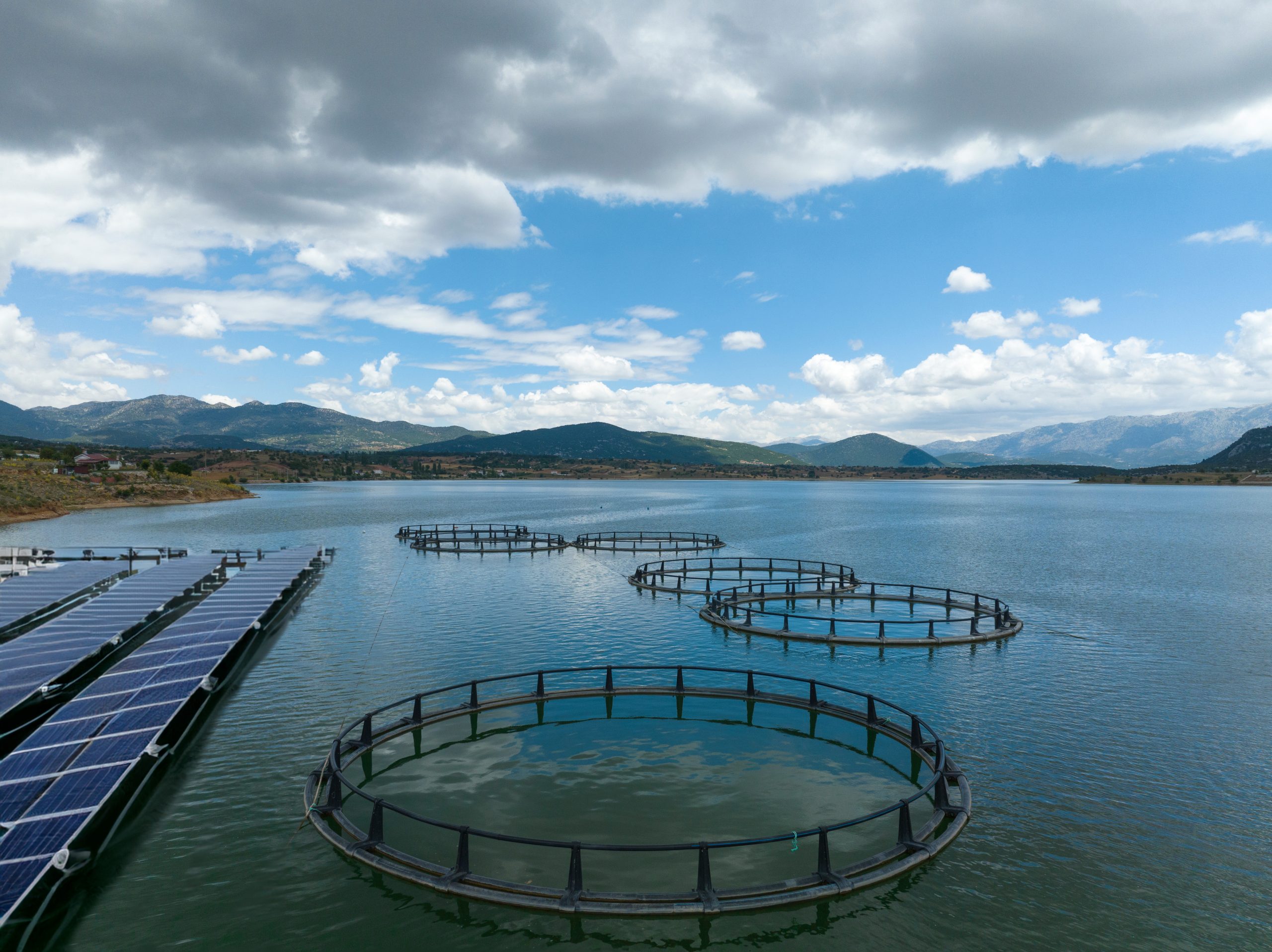 Alianza entre Bci y Enel X impulsa la eficiencia energética en la salmonicultura chilena