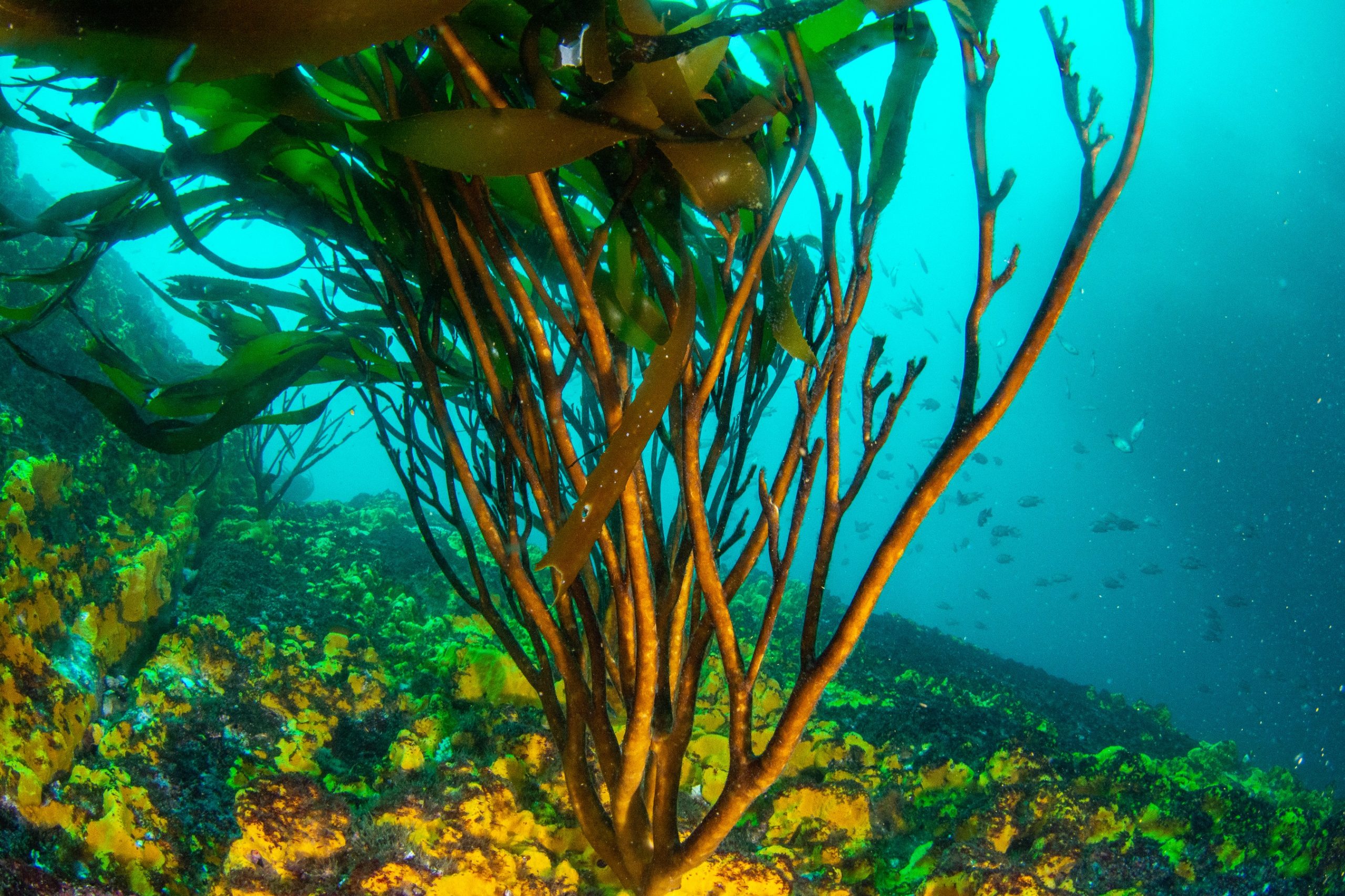 Visión UC: ¿Sabías que las algas generan US$500 mil millones al año?