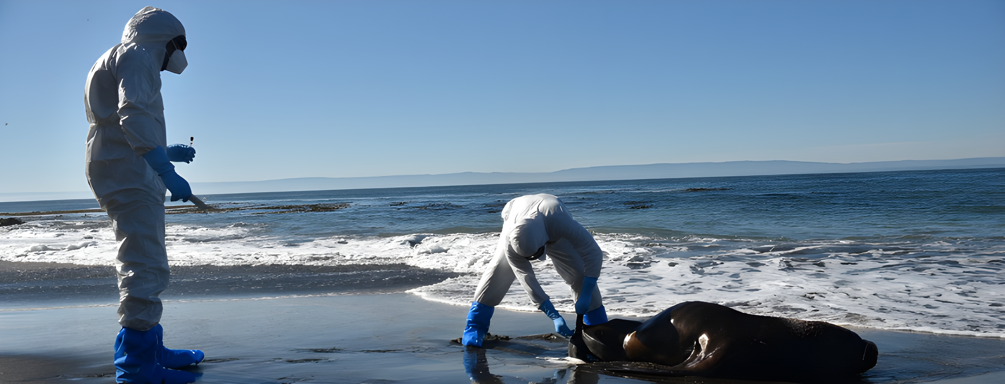 Sepa cuántas especies marinas han muerto por influenza aviar en Chile