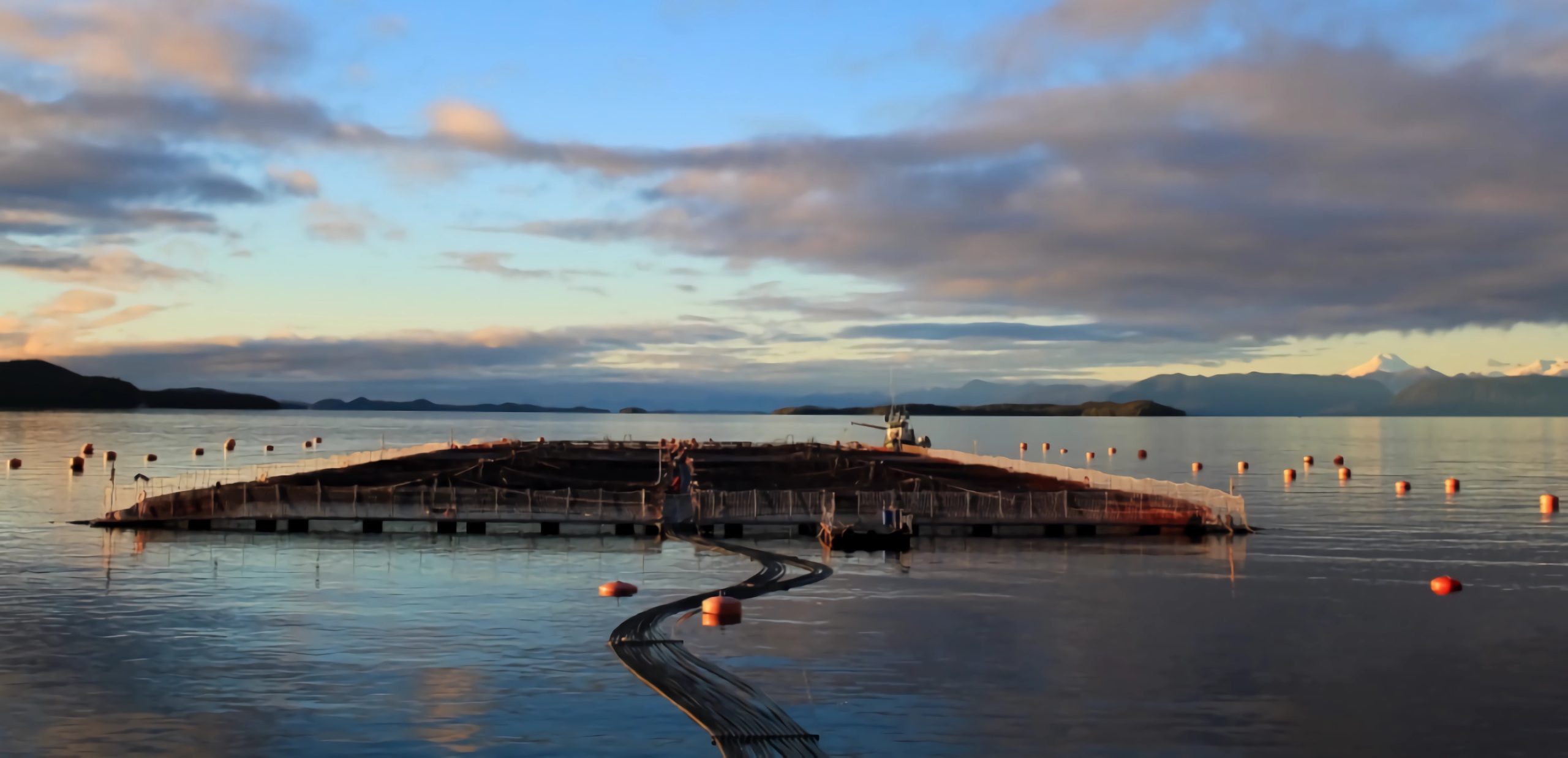 Salmonicultura: Poniendo foco en la sustentabilidad y economía circular