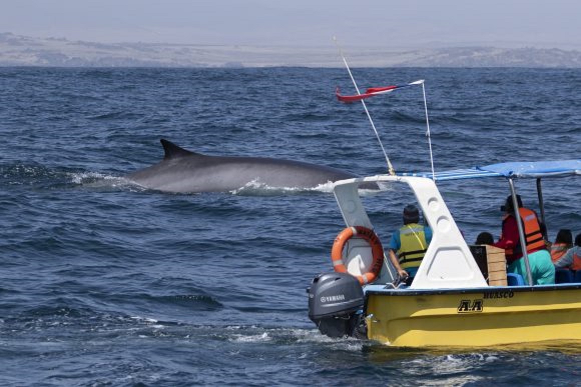 Inteligencia artificial clasifica sonidos de ballenas, terremotos y cañones de aire en Chile
