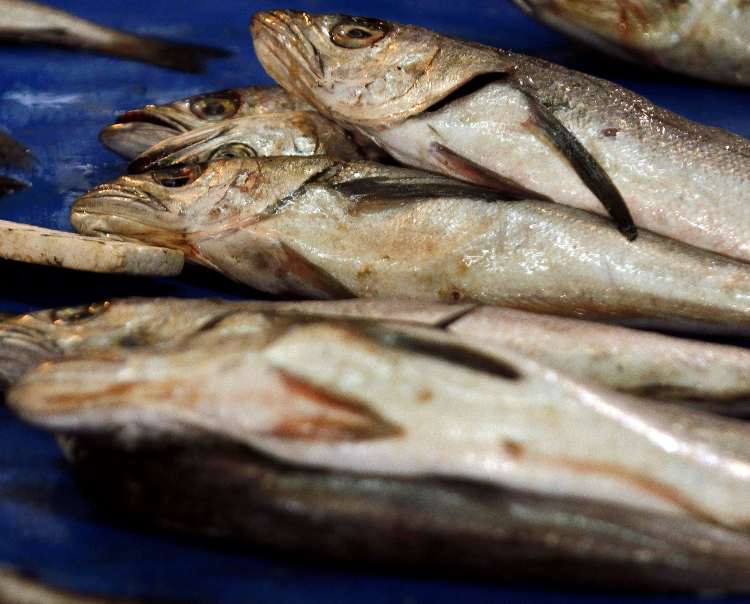 Pescadores Industriales del Biobío llaman a respetar veda de la merluza y denunciar venta ilegal