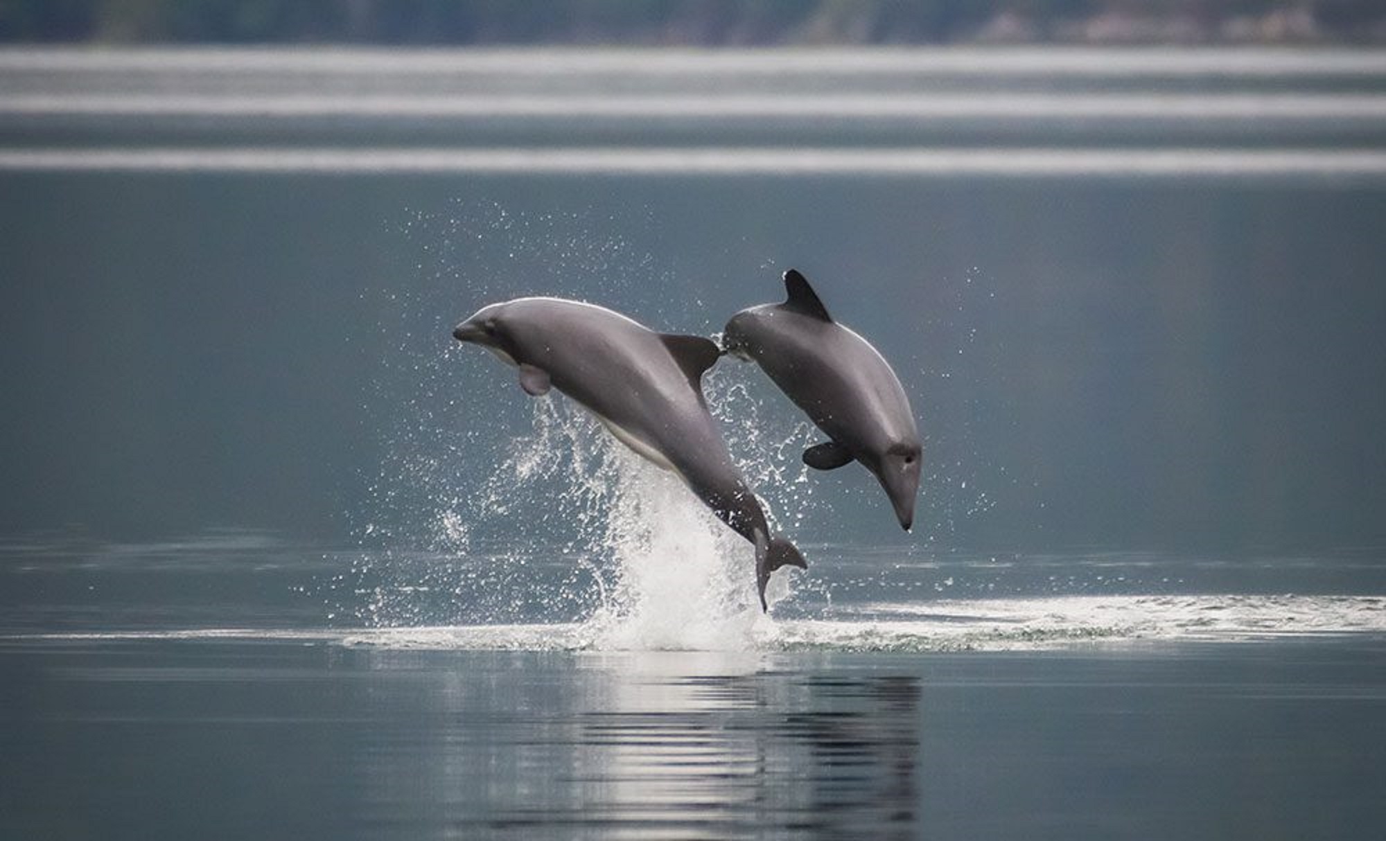 ¿Sabe cuántos delfines chilenos existen en la Patagonia norte?