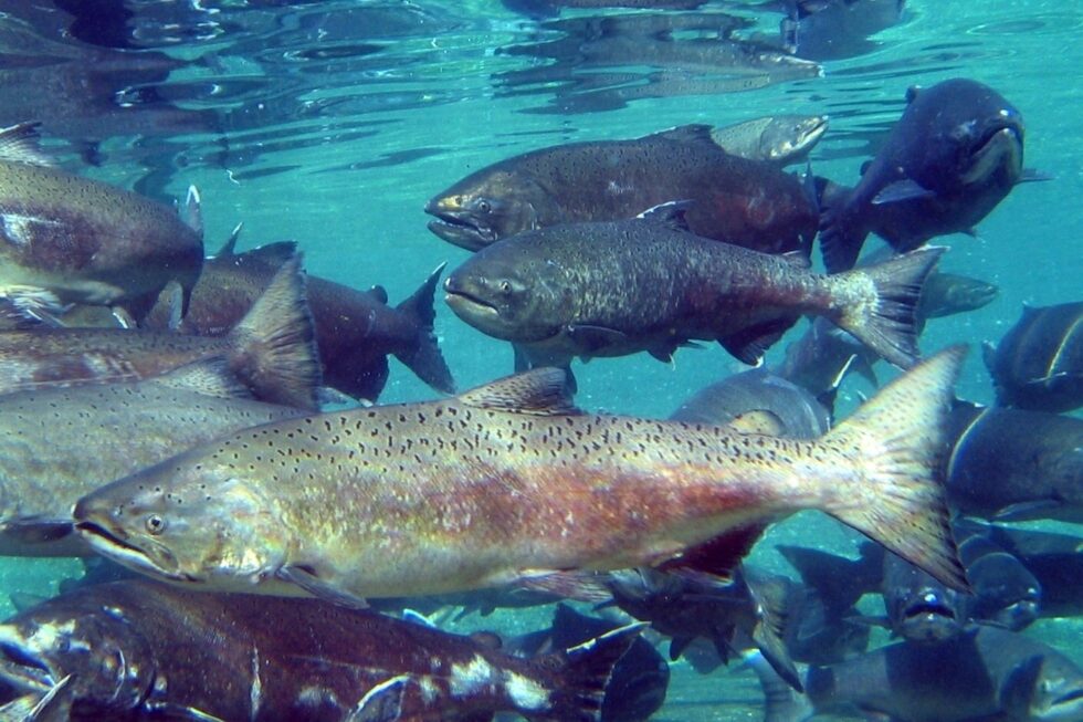 Fipasur: “Está mal descamado el salmón Chinook”