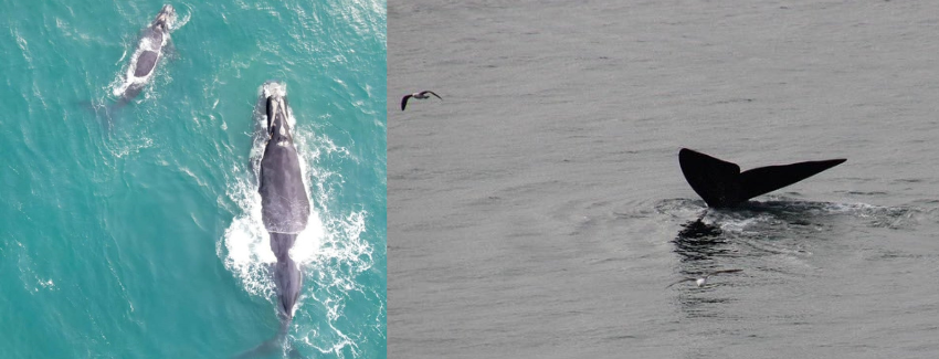 Ante avistamientos de ballenas francas australes Sernapesca llama a respetar medidas de seguridad