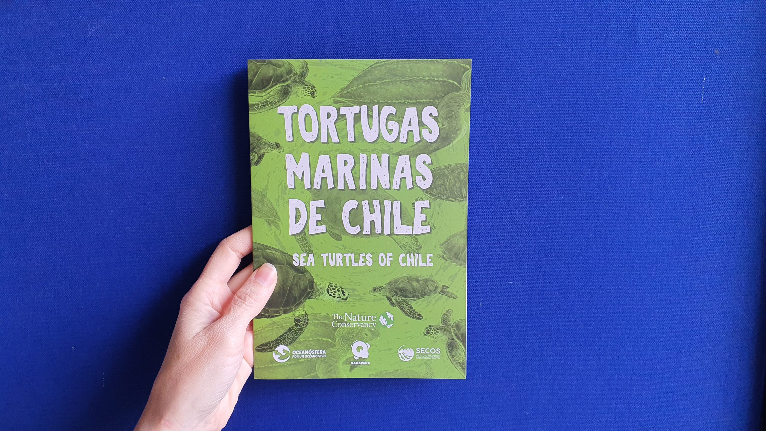 Lanzan primera Guía de Tortugas Marinas de Chile