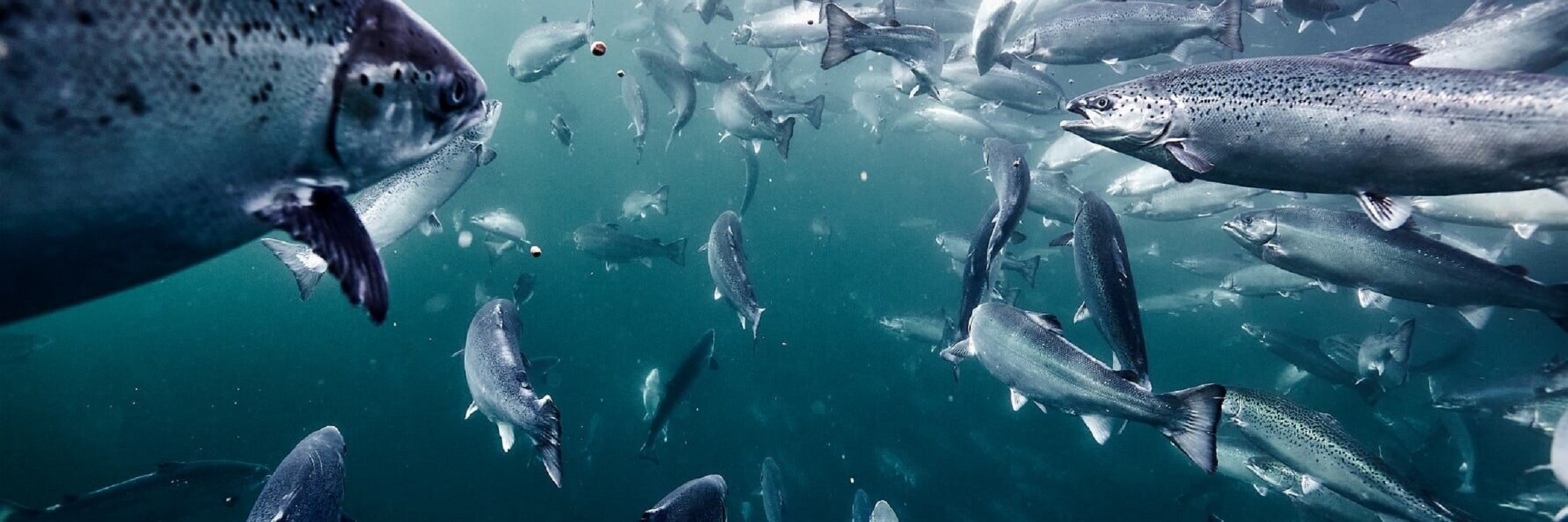 Nueva investigación revela en qué dirección nada el salmón