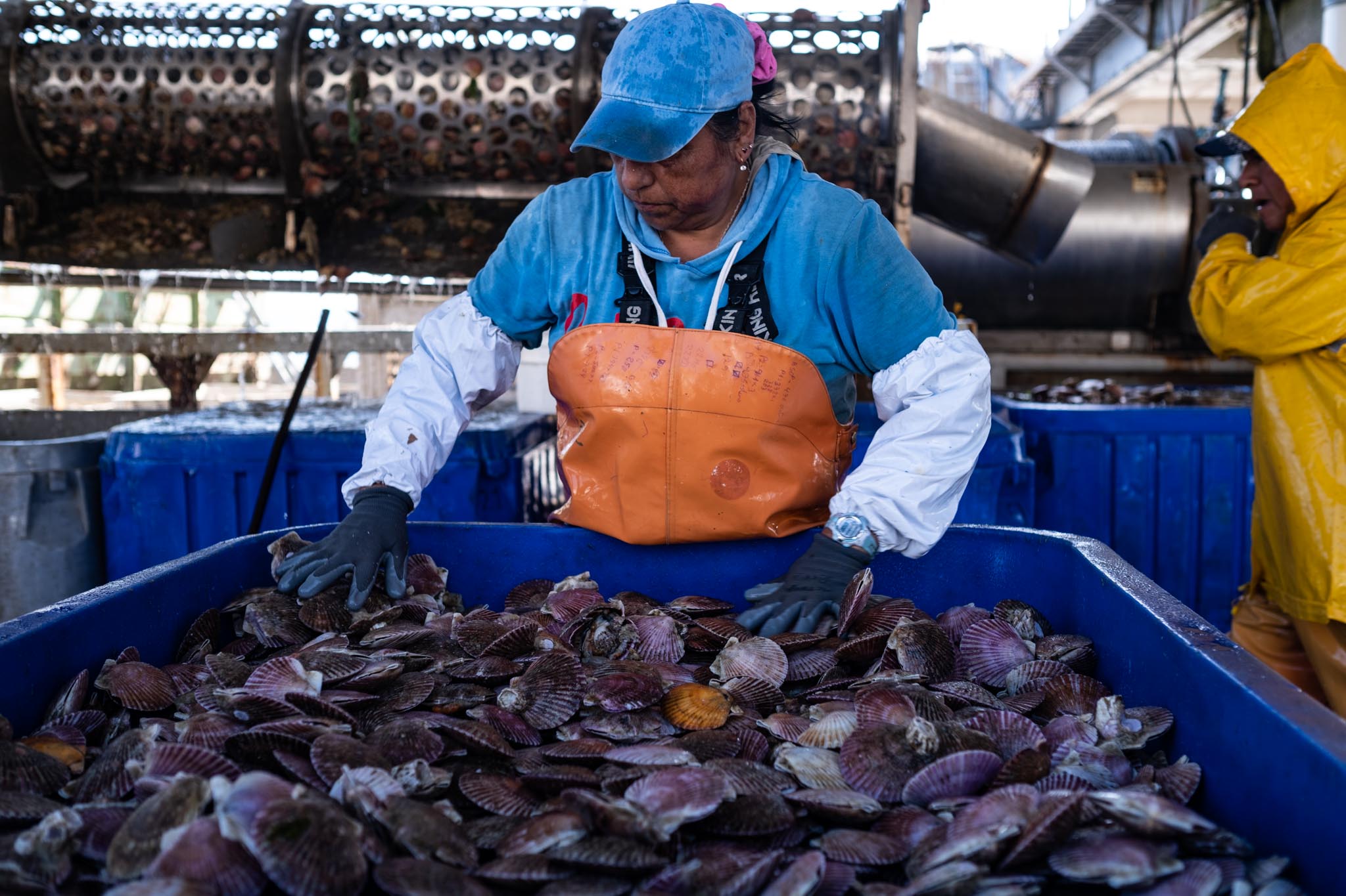Protocolo de exportación de ostión del norte a China potenciará la acuicultura de la región de Coquimbo