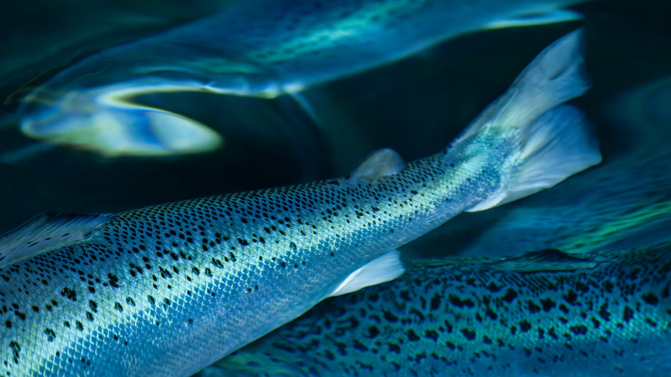 Salmon Evolution destaca positivo rendimiento biológico en tercer trimestre 2023