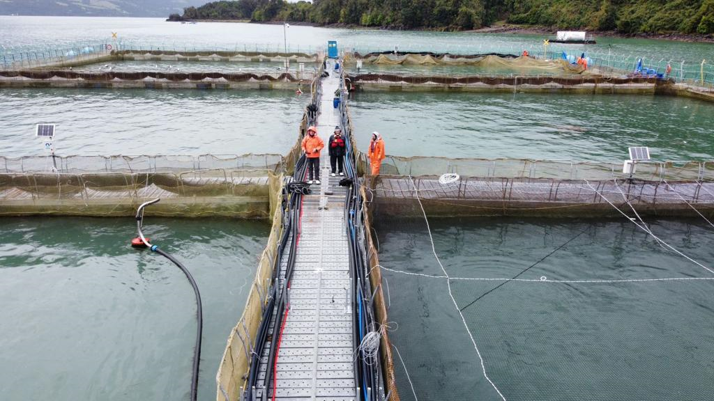 Retiran el 100% de la mortalidad de salmones del Estuario de Reloncaví