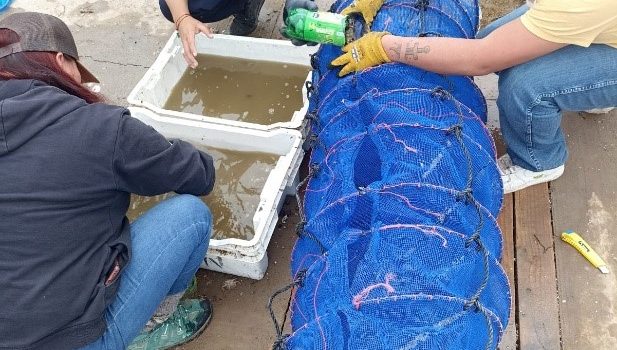 Realizan desdoble de ostras en acuicultura de pequeña escala en Chungungo