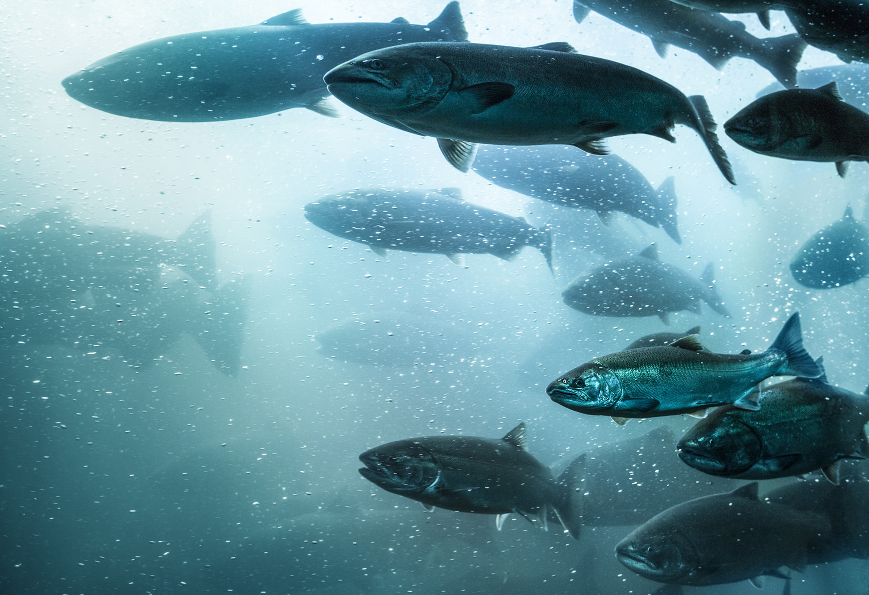 Global Salmon Initiative utiliza la colaboración para impulsar salud y bienestar de salmones