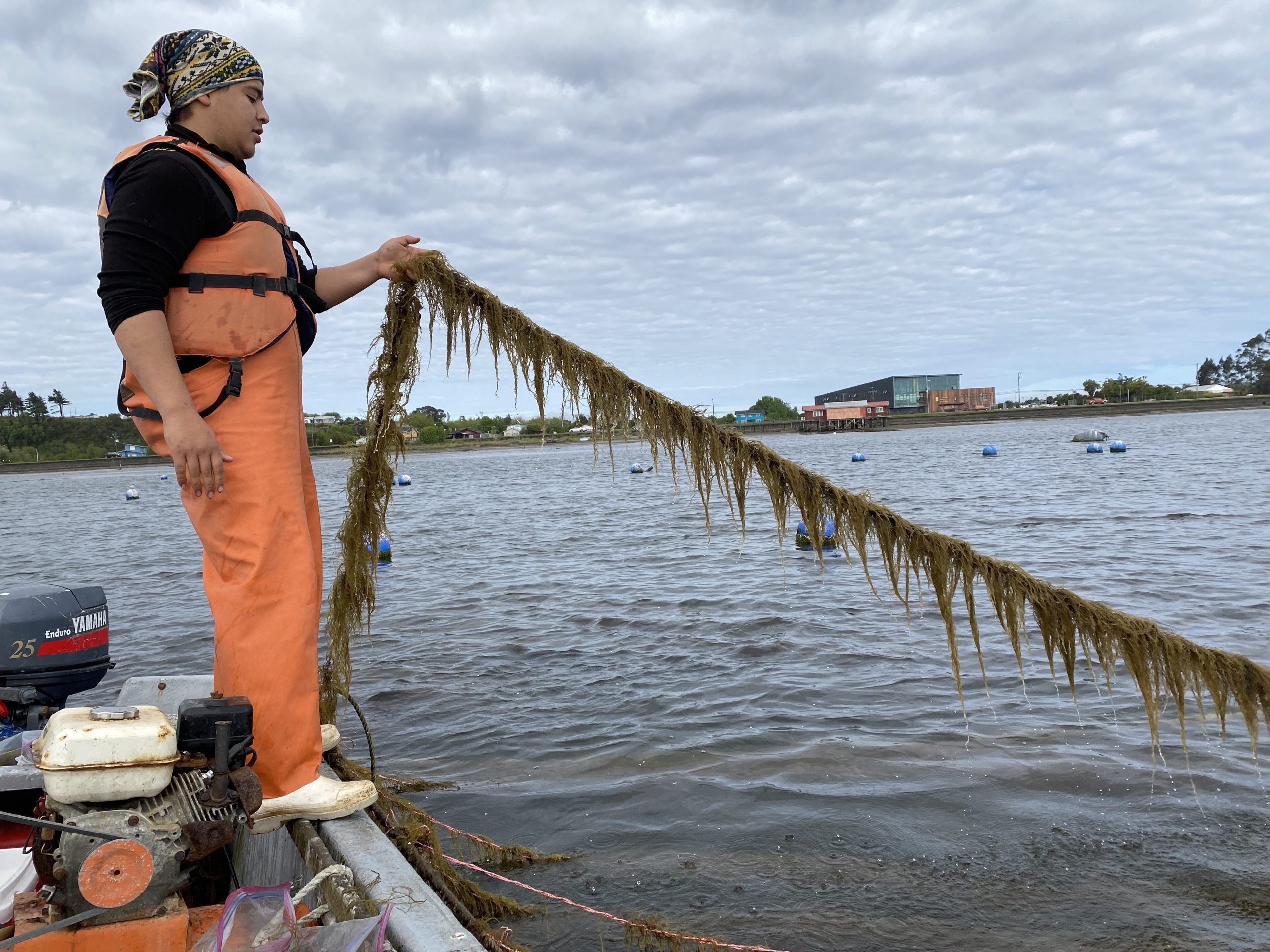 Estudio UACh propone línea base para evitar riesgos de bioseguridad en cultivo de algas en Latinoamérica