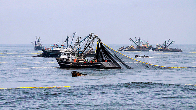 Produce autoriza pesca exploratoria de anchoveta en la zona sur de Perú