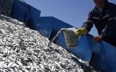 Subsecretario de Pesca: “Condiciones de exportaciones de productos pesqueros y acuícolas a EEUU se mantendrán hasta el 31 de diciembre de 2025”