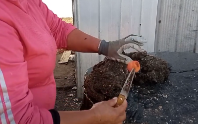 Innovador proyecto utiliza desechos del desconche de piure como fertilizante