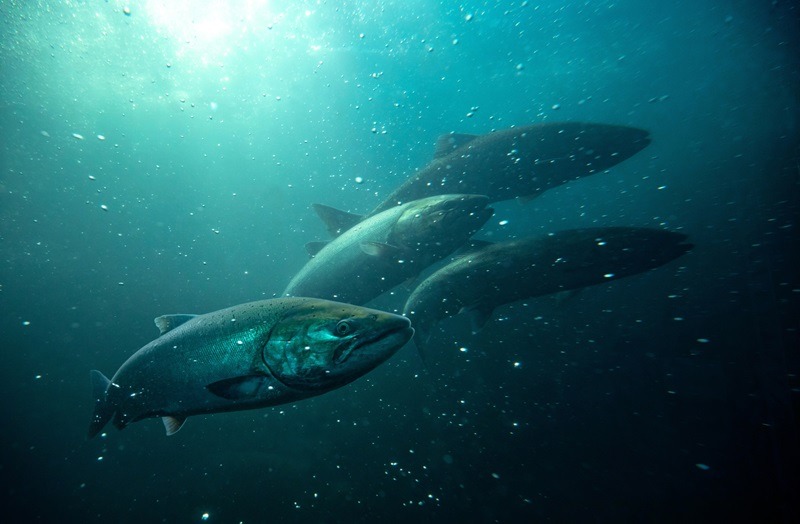 Noruega: ¿Es posible llegar a una precisión de ± 1% en el conteo de peces?