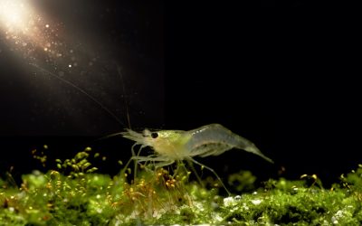 Asociatividad busca solucionar importante desafío para el cultivo del camarón