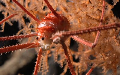 Descubren más de 100 nuevas especies en las profundidades marinas en Chile