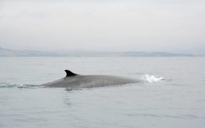 ¿Dónde van las ballenas?: Científicos monitorean vía satélite sus movimientos