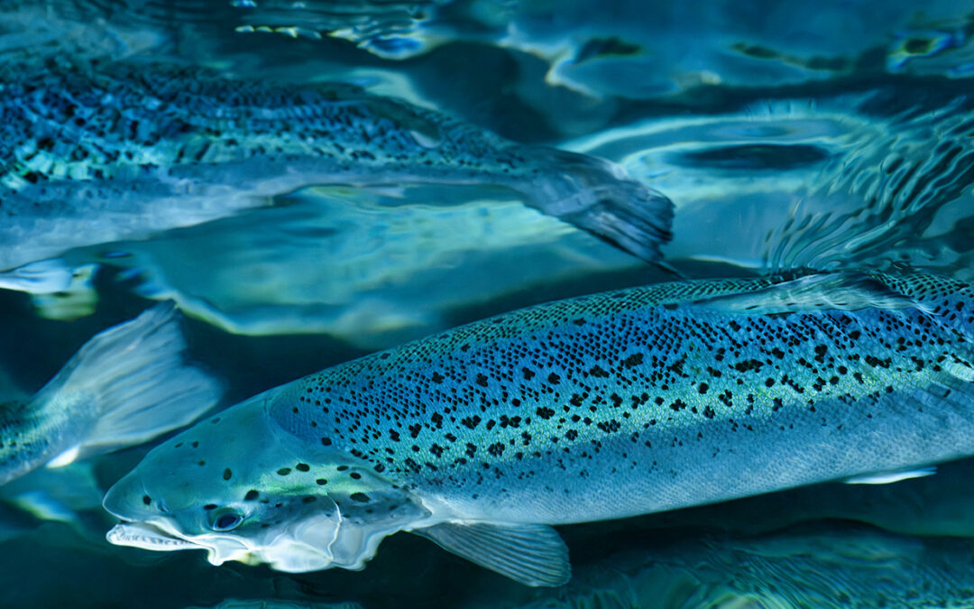 Salmon Evolution emitió sus resultados del cuarto trimestre de 2023
