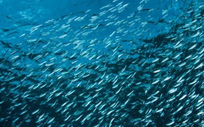 Investigadores proponen método de gestión para pesquerías mixtas y multiespecíficas