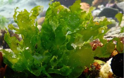 Investigadores UNAB y Secos presentan posibles usos para algas verdes en Algarrobo