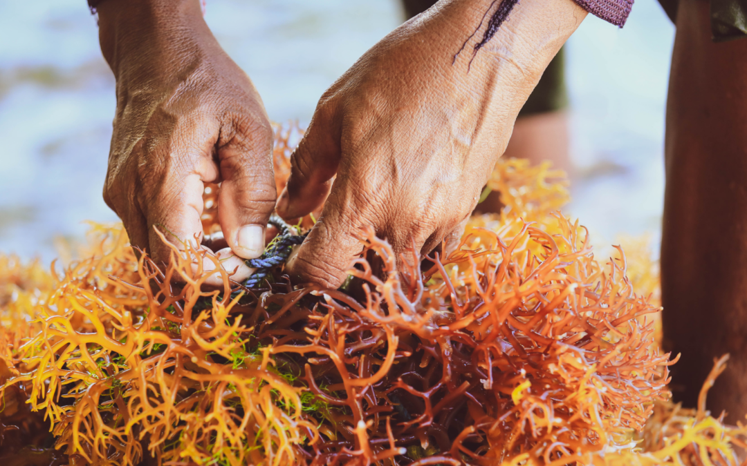 Greenwashing: el cultivo de algas para combatir el cambio climático